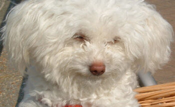 CLINICA VETERINARIA PELIBUEY SL