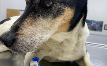 Consulta Veterinaria San Pedro