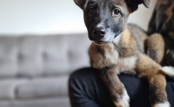 Unidad Veterinaria de Esterilización de Bajo Costo