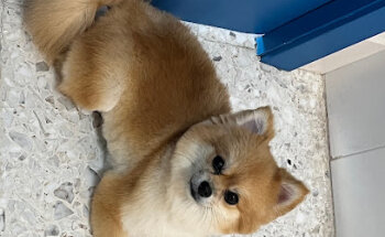 Border clinic veterinary