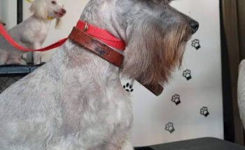 ESTETICA CANINA LOS PELUDOS MASCOTAS