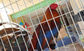 Veterinaria La Granja