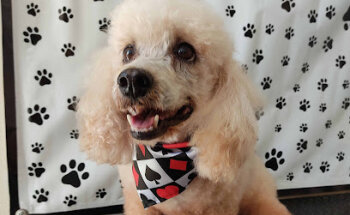 Veterinaria De Santos