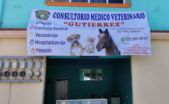Dr. Mascotas Veterinaria