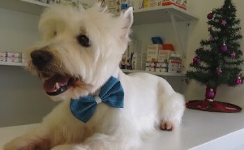 Monzalvo Veterinario & Estética Suc. Nayarit