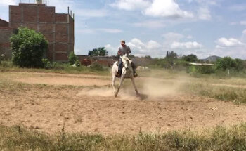 PENSION PARA CABALLOS