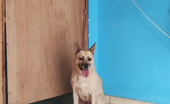 Clínica Veterinaria El Rancho