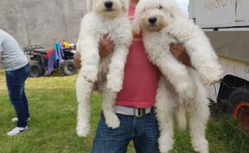 Ruffo's camp Pensión canina