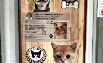 Clinica Veterinaria Asís