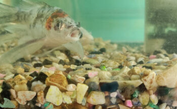 Veterinaria Integral San Francisco de Asis