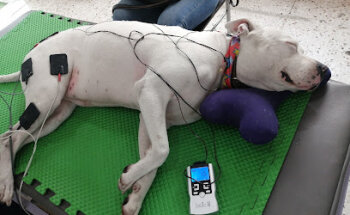 CIRA (Centro Integral de Rehabilitación Animal)