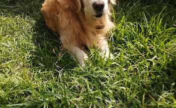 CENVETT- Centro Veterinario Tapatío