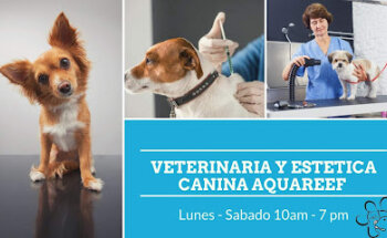 Veterinaria y estetica canina Aquareef