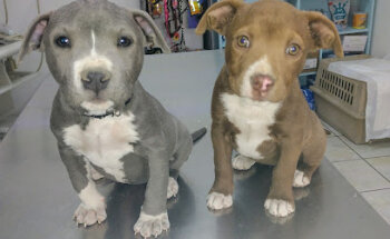 Clinica Veterinaria Mascotimundo