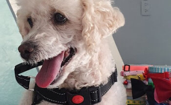 Veterinaria Royal Paws