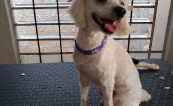 Veterinaria Zoo Yuca