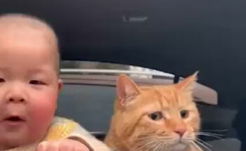 KAN & CAT Clínica Veterinaria