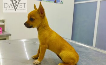 DAVET Centro Veterinario