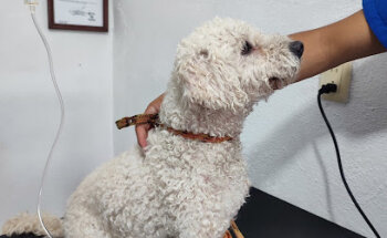 Clínica Veterinaria Salud Animal