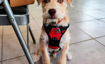 Veterinaria y estetica canina y felina HUELLITAS