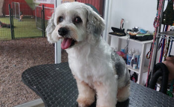 Veterinaria y Estetica Canina 