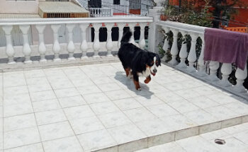 Bull Dog Kan & Exotic Pet's