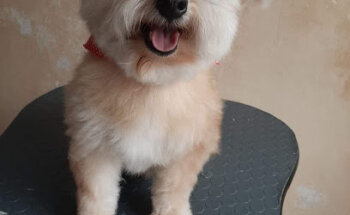 Veterinaria y Estética Dýrmed