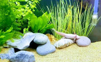 Mascotienda Quintero