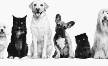 Veterinaria del Campo