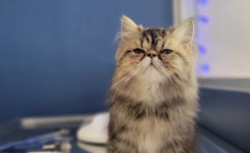 Dr. Cato - Veterinaria