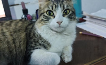 Veterinaria Medica cat-canin