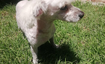 Mac Pets Estética Canina y Servicios Veterinarios a Domicilio