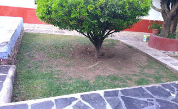 Servicios Veterinarios Para Mascotas Prestados Por El Sector Privado