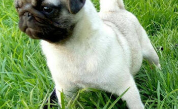 QUIROZ HIDALGO CRISTINA YASDABEK