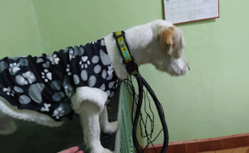 Centro Veterinário Animal Time