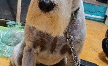 Veterinaria del Fuji