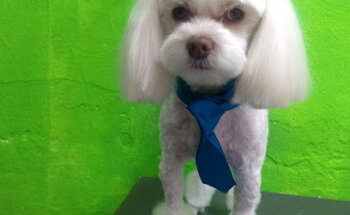 Veterinaria real-pets