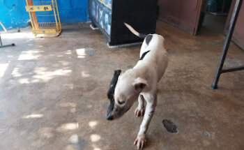 Veterinaria Emmanuel