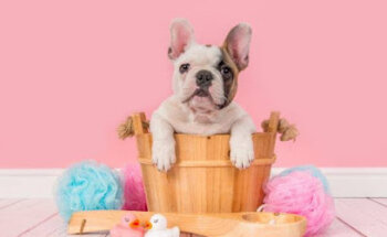 Servicio veterinario integral K-Nito