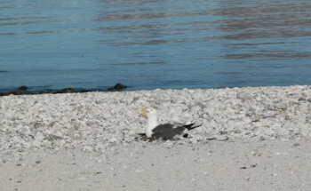 CENTRO VETERINARIO DRA. PAULA