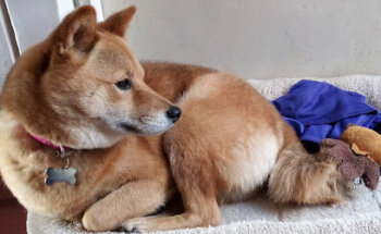 Diosdado Salud Integral Veterinaria