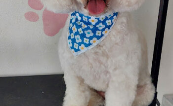 Dogtora Kat- Estética canina y Veterinaria