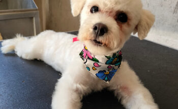 Wau Wash Veterinaria Y PerruQueria