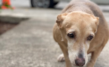 Won Tolla Clínica Veterinaria