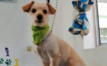 Veterinaria Hospivet