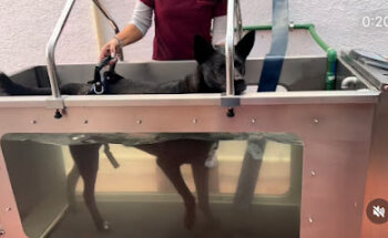 ANIMAL TERAPI clínica de fisioterapia veterinaria.