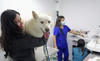 Centro Veterinario Nahuii