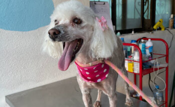 Consultorio veterinario salchi-vet.