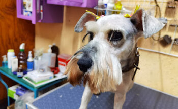 Clínica Veterinaria Itzcuintlan