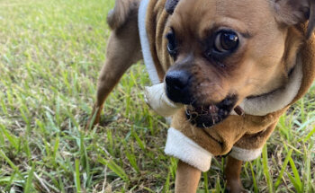 Mascotas del Suroeste